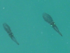 squid at Kapas.JPG (115 KB)